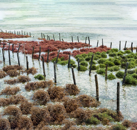 sea 2